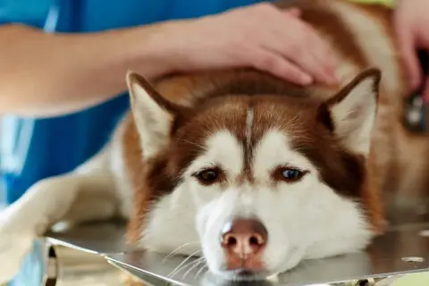 Husky leży na stole weterynaryjnym, weterynarz bada go pod kątem wnętrostwa u psa.