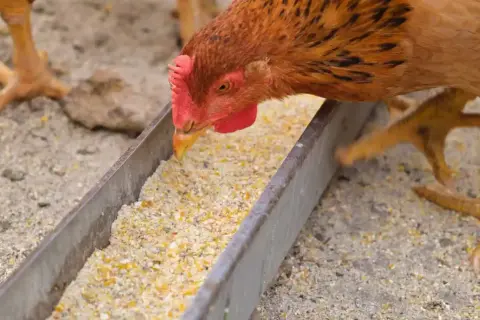 Ein Huhn frisst aus einem Futtertrog. Die Nachteile von Legemehl können sein, dass es zu Staubentwicklung kommt und die Nährstoffverteilung ungleichmäßig ist.