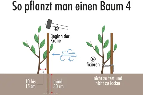 Beim Apfelbaum pflanzen wird der Stamm mit einem Pfahl fixiert. Der Pfahl muss mindestens 30 cm tief in die Erde, der Stamm 10-15 cm über dem Boden.