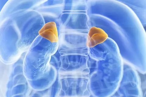 Darstellung der Nebennieren, die bei einem Kind mit Neuroblastom betroffen sein können.