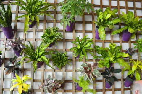 Un mur abîmé transformé en jardin vertical luxuriant avec des plantes vertes dans des pots violets sur une structure en bois.