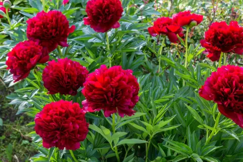 Un parterre de pivoines rouges éclatantes, une belle plante d'été aux pétales luxuriants.