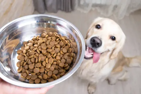Zastanawiasz się, czy sucha karma może się zepsuć? Oto pełna miska dla radosnego golden retrievera, który czeka na swój posiłek.