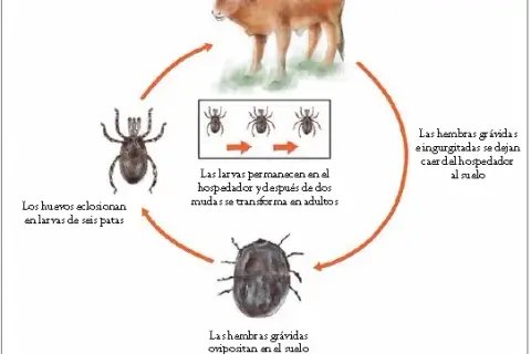 Cómo son los huevos de la garrapata: características sorprendentes y riesgos