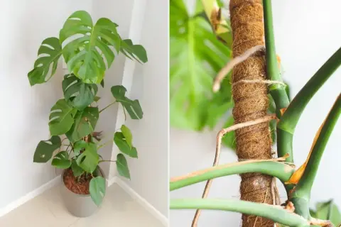 Monstera z bujnymi liśćmi i charakterystycznymi korzeniami powietrznymi, które oplatają palik kokosowy.