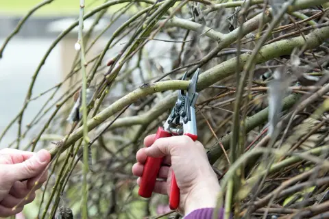 Hände schneiden Äste einer Harlekinweide mit einer Gartenschere.
