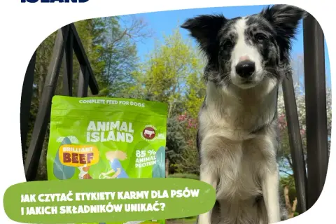 Jaką karmę dla psa wybrać, aby uniknąć problemów zdrowotnych?