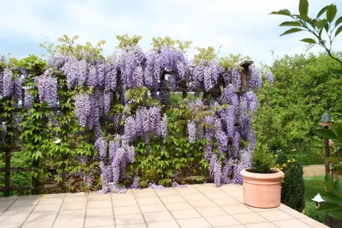 Kwiaty wisterii w donicy tworzą fioletowy wodospad na drewnianej pergoli.