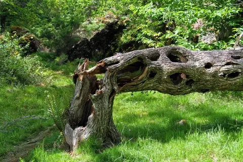 Tronco retorcido y hueco en el Val das Mouras, rodeado de vegetación exuberante y hierba verde.