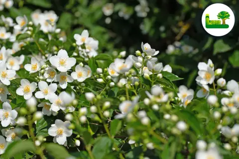 Ein Meer aus duftenden weißen Blüten des Philadelphus coronarius, auch bekannt als Pfeifenstrauch, im satten Grün.