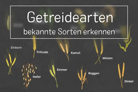 Getreidearten: Einkorn, Hafer, Emmer, Triticale, Kamut, Roggen, Weizen und Dinkel.