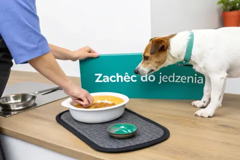 Pies nie chce jeść. Człowiek zachęca go do jedzenia, podając miskę z karmą.
