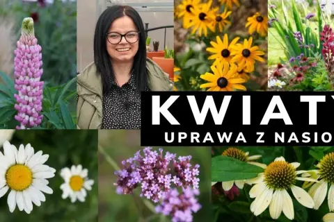 Kiedy siać kwiaty wieloletnie, aby uniknąć nieudanych plonów?