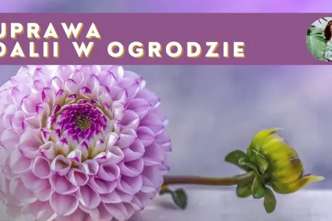 Kiedy sadzimy georginie, aby uniknąć przymrozków i cieszyć się kwiatami