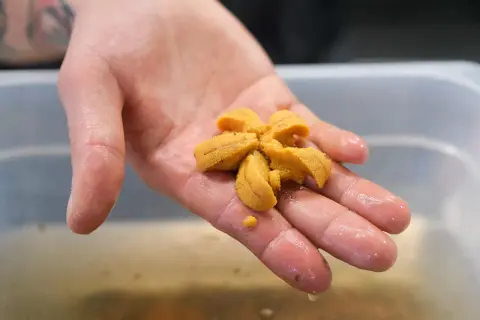 Une main tient délicatement un oursin de mer frais, prêt à être dégusté.