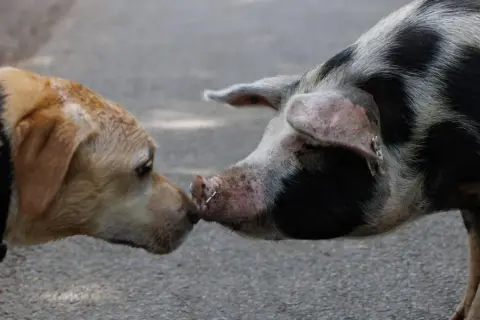 Un chien et un cochon se reniflent le museau, une rencontre inattendue entre un chien et un cochon.