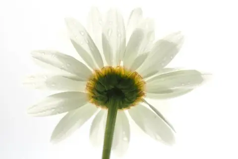 Een witte margriet met waterdruppels, belicht met high key fotografie instellingen. De bloemblaadjes lijken bijna te zweven tegen de witte achtergrond.