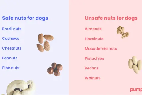 This image lists safe and unsafe nuts for dogs. It clearly shows that dogs cannot eat walnuts, along with other nuts like almonds and macadamia nuts.