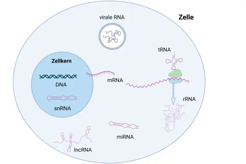 Schema zeigt den Aufbau von RNA-Molekülen in einer Zelle: DNA, mRNA, snRNA, miRNA, lncRNA, tRNA und virale RNA.