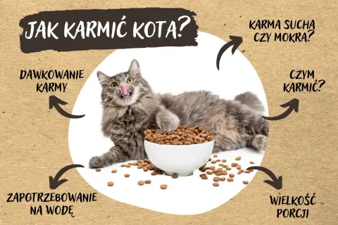 Czy kot może jeść makaron? Weterynarz wyjaśnia ryzyka i alternatywy