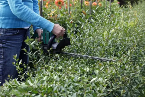 Person mit Heckenschere formt einen dichten Liguster. Dahlien blühen im Hintergrund.