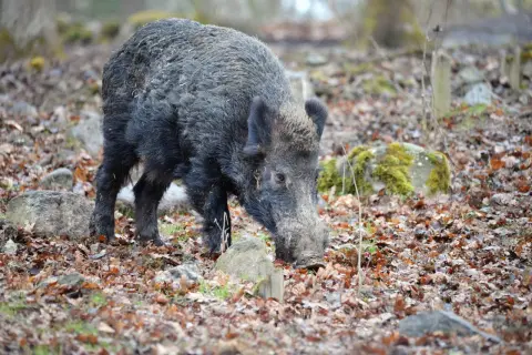 Vildsvin bökar i löv. En jägare smyger sig närmare för att jaga vildsvin i skogen.