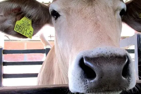 Oficina veterinaria virtual: simplifica tus trámites ganaderos hoy