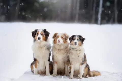 Drei wunderschöne Australian Shepherds, darunter ein goldener Aussie, sitzen im Schnee.
