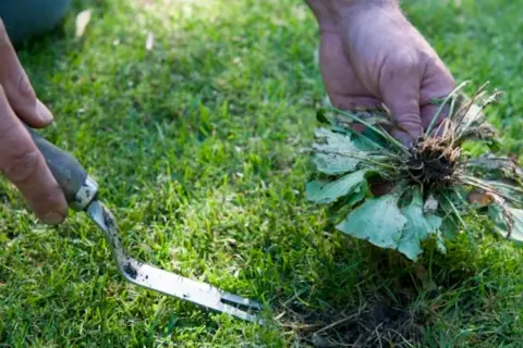 Mani che estraggono una grossa erba infestante con radici, usando un attrezzo da giardinaggio. Il segreto per come eliminare l'erba per sempre.