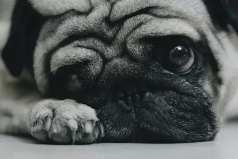 Smutny mops leży, jego wielkie oczy patrzą w dal. Czy weterynarz zgłasza uspienie psa?