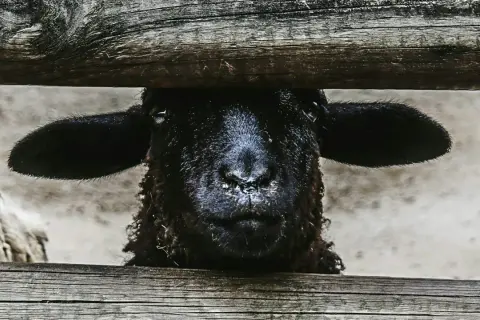 Een zwart schaap, het zwarte schaap van de familie, kijkt nieuwsgierig over een houten hek.