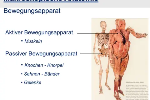 Der menschliche Bewegungsapparat: Aktiver Teil (Muskeln) und passiver Teil (Knochen, Knorpel, Sehnen, Bänder, Gelenke) werden gezeigt.