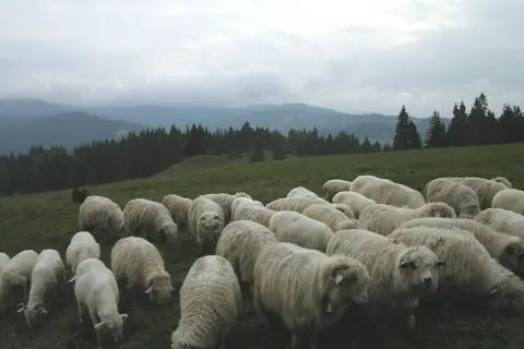 Stado owiec na zielonej hali, pasące się wśród górskich krajobrazów.