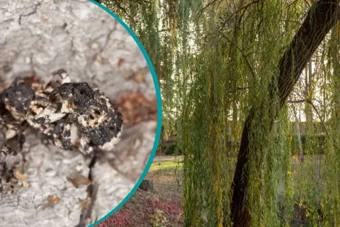 Zbliżenie na chrząszcza na korze drzewa obok wierzby płaczącej.