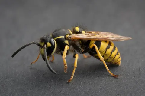 En närbild av en bålgeting med sina karakteristiska gula och svarta ränder. Den sitter på en mörk yta, redo att flyga iväg från sitt bålgeting bo.