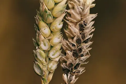 Épis de blé comparant un grain sain et un grain atteint de carie du blé, montrant la destruction des grains sains par la maladie.