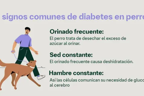 Hombre pasea a su perro, ilustrando los síntomas de diabetes en perros: orinado frecuente, sed y hambre constantes.