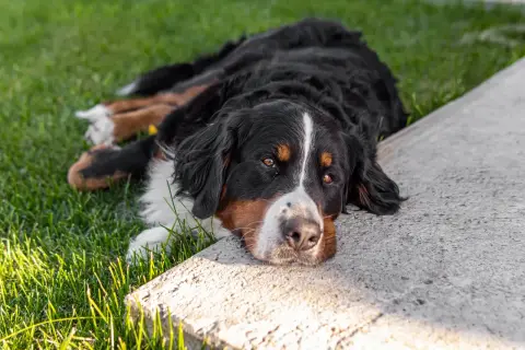 Bernese mountain dog leży na trawie, odpoczywając. Uważaj na ksylitol dla psa, jest dla niego toksyczny!