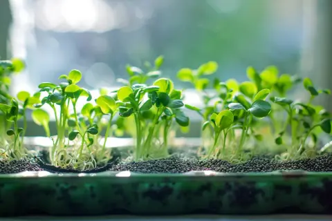 Jeunes pousses de graine de chia, vertes et vibrantes, émergeant de terreau sombre, baignées de lumière douce.