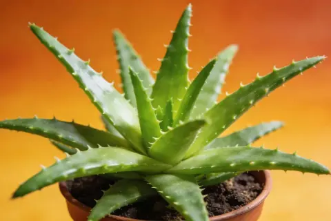 Gros plan d'une plante d'aloe vera verte et succulente dans un pot en terre cuite, prête pour son rempotage.