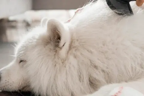 Un perro blanco duerme mientras le cepillan el pelo. A mi perro se le cae el pelo y tiene calvas, pero el cepillado lo alivia.