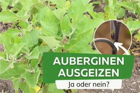 Grüne Auberginepflanze mit Text "AUBERGINEN AUSGEIZEN". Nahaufnahme zeigt junge Triebe, die ausgegeizt werden könnten.