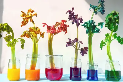 Bunte Sellerie-Stiele in Gläsern: Ein lebendiges Farbexperiment für Kinder, das zeigt, wie Pflanzen Wasser aufnehmen.