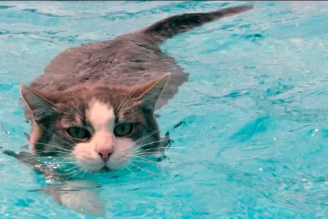 ¿A los gatos les gusta el agua? La verdad detrás de su comportamiento