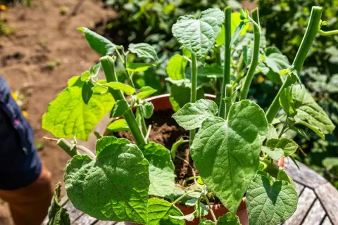 Eine junge Physalis-Pflanze im Topf, bereit zum Ausgeizen. Grüne Blätter und Stiele sind gut sichtbar.