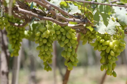 Reife grüne Trauben hängen an einem Rebstock. Diese Trauben sind ideal für die Herstellung von Furmint Wein.