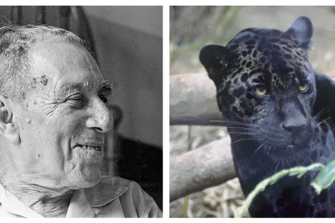 Portret starszego mężczyzny obok czarnego jaguara.