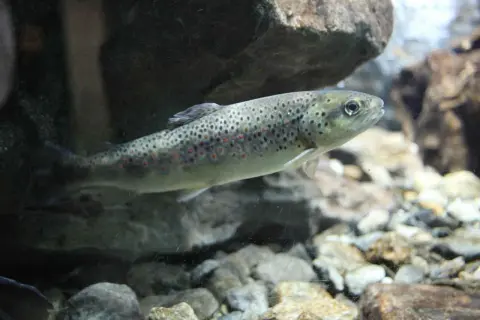 Ein Fisch der Salmoniden-Familie schwimmt im klaren Wasser über Steine.