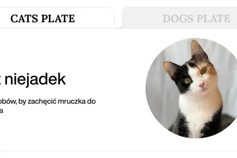 Trójkolorowy kotek z zaciekawieniem spogląda na czytelnika. Artykuł "Kot niejadek" podpowiada, jak znaleźć dobrą karmę dla kota niejadka.