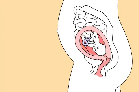 Illustration zeigt ein Baby im Bauch bei 22 ssw. Es liegt gemütlich in der Gebärmutter, umgeben von Fruchtwasser.